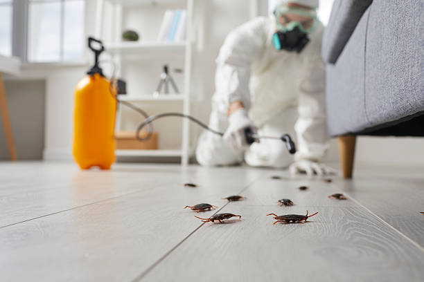 Post-Treatment Bed Bug Interceptor Monitoring in Toledo
